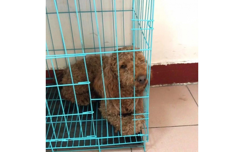 流浪猫狗在太原小动物救助协会里的故事——生活对它们如此残酷，还好有人继续给予它们温暖