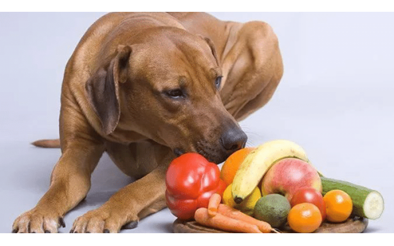 喂食狗狗的水果要严把关，有些水果很小量就会致命