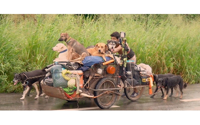 流浪汉救流浪狗，推车走14000公里，拯救了500多只狗狗