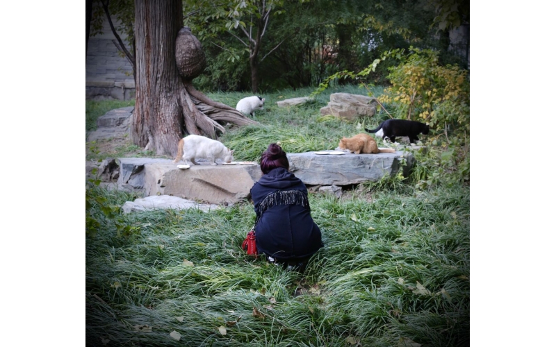 盲目投喂不可取！北京90后女孩帮700多流浪猫找到家